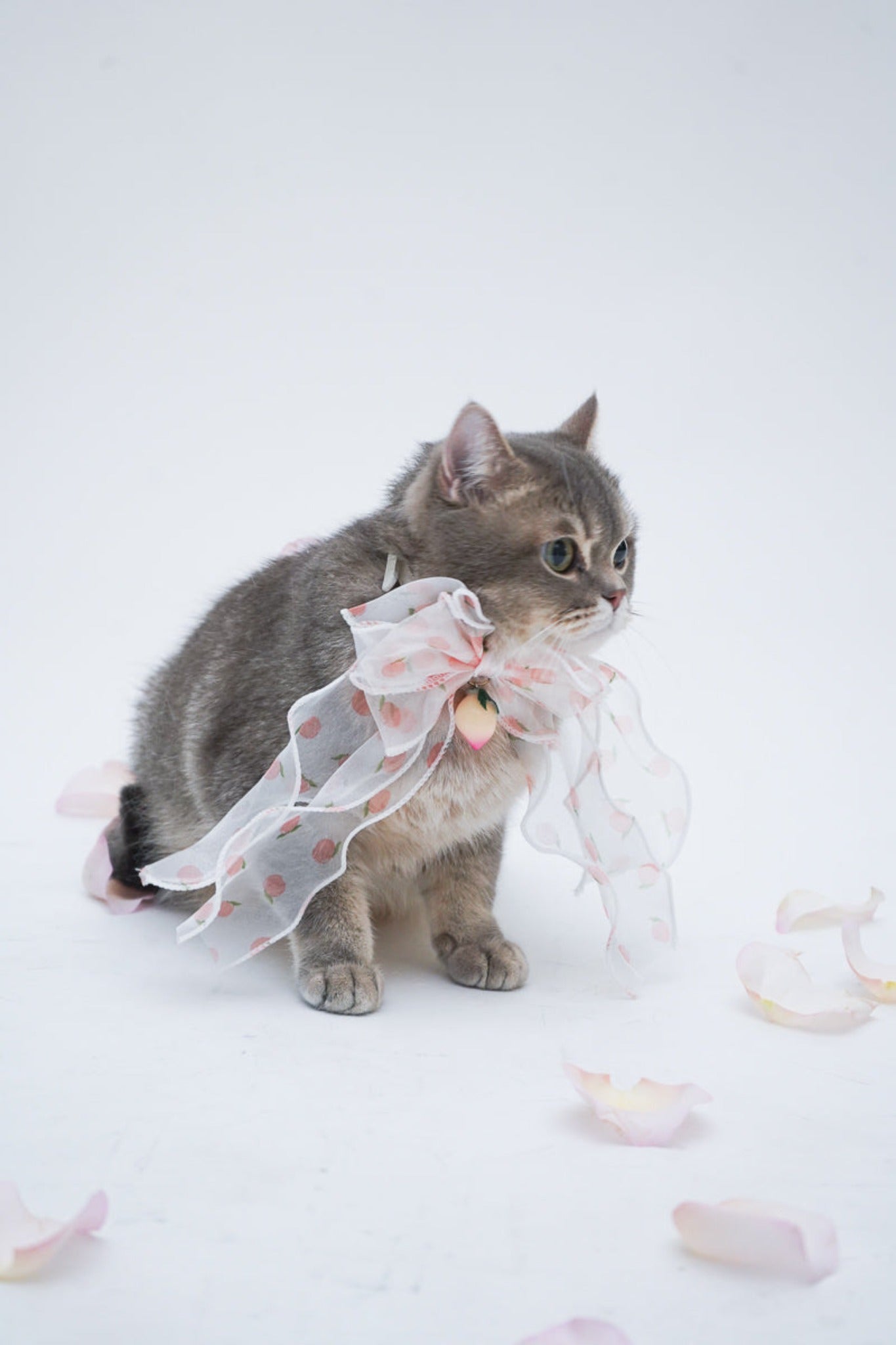 Peach Dream Bowtie Collar For Cat
