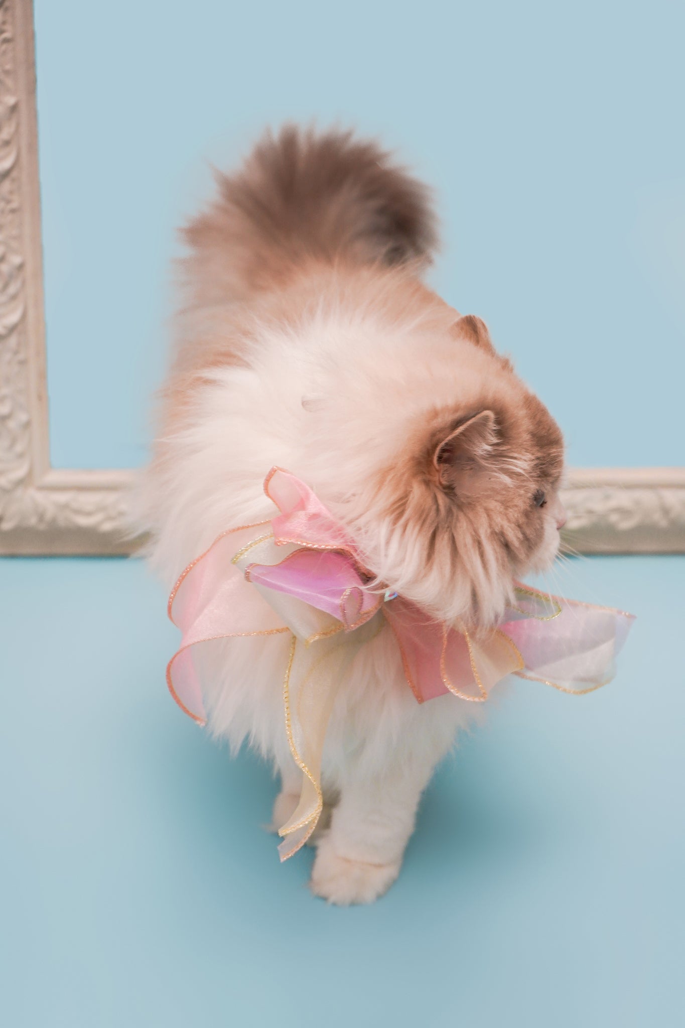 Butterfly Bowtie Collar For Cat