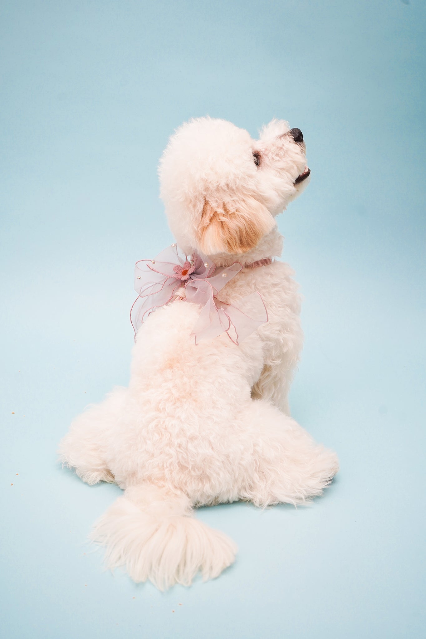 Cherry Blossom Harness Set For Dog (leash included)