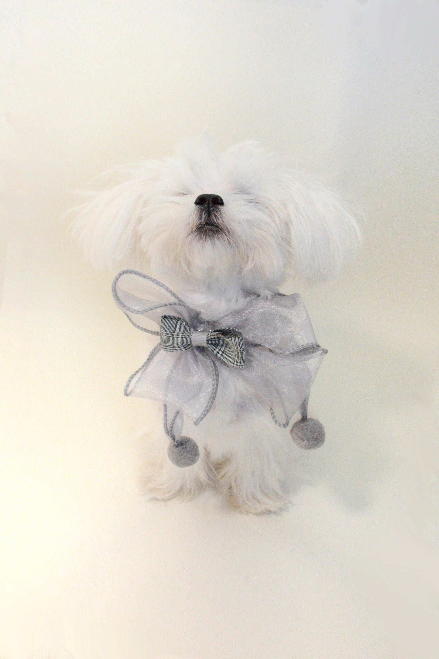 Sheer Bowtie Collar For Dog