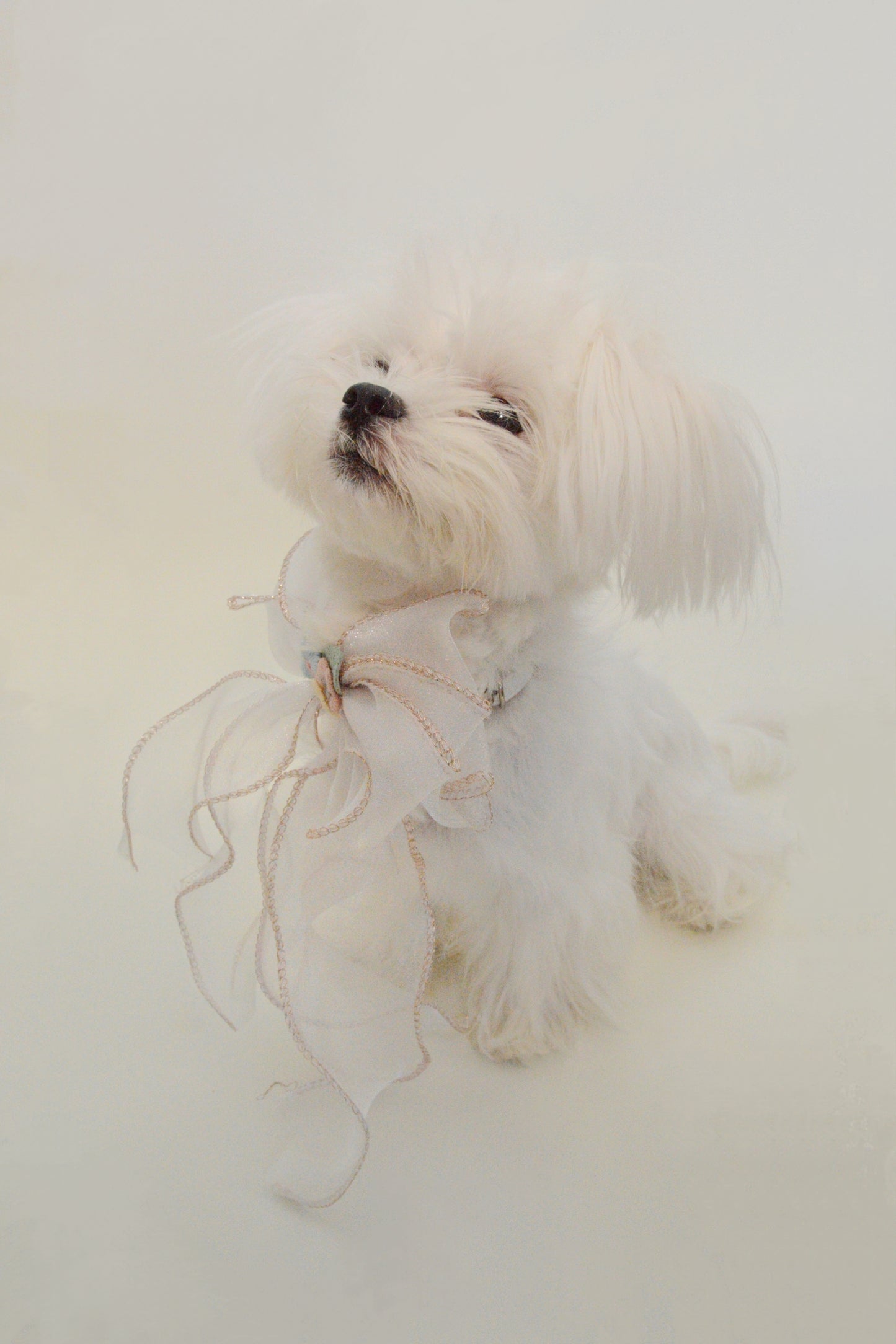 White Butterfly Bowtie Collar For Dog