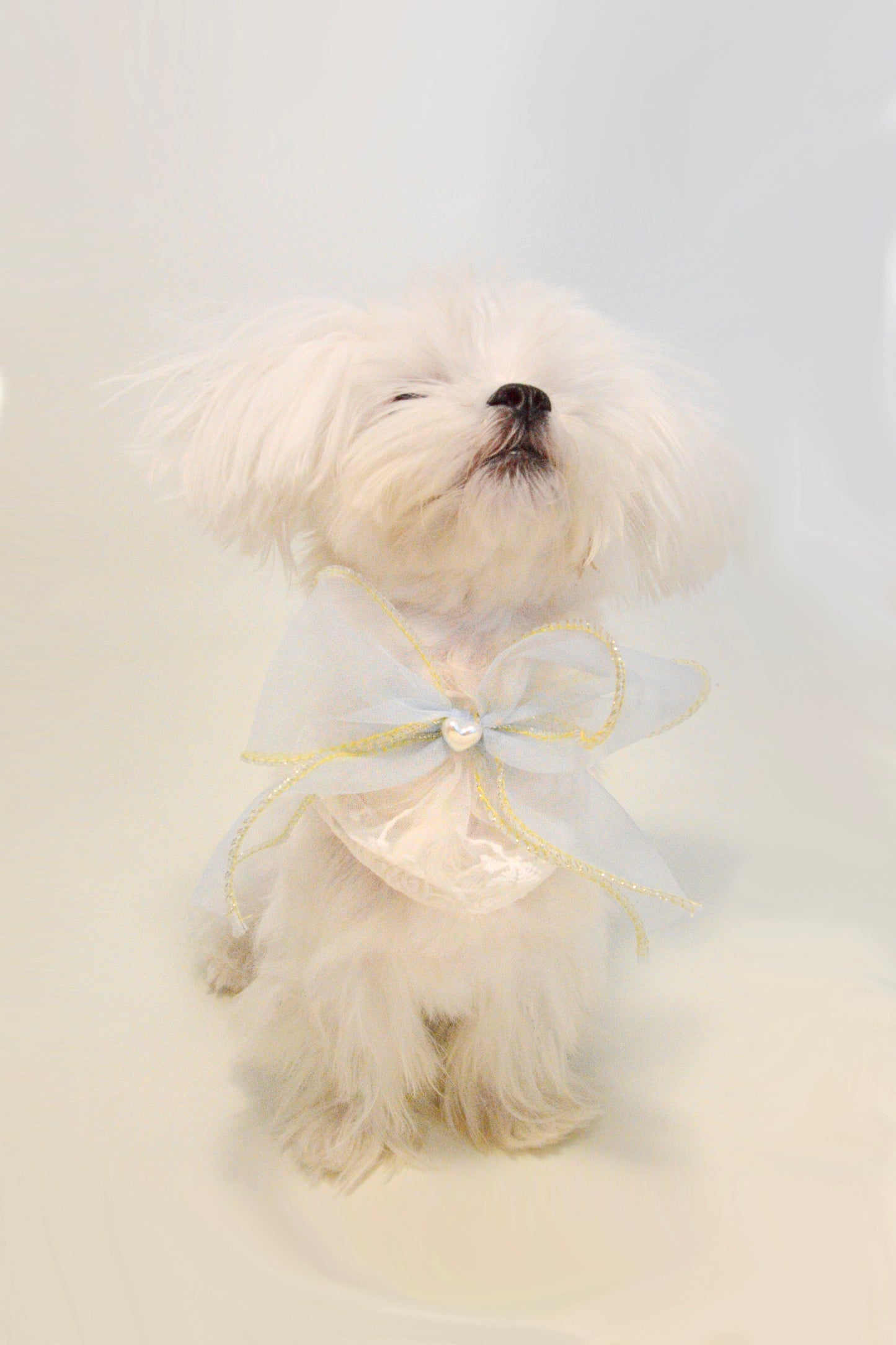 Butterfly Bow Scarf For Dog