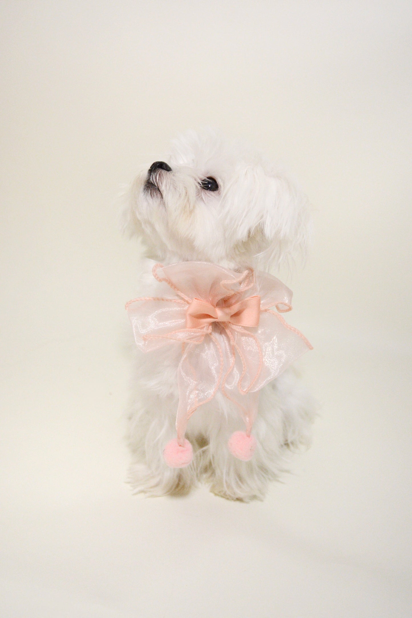 Sheer Bowtie Collar For Dog