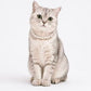 Purry Purry Breakaway Faux Pearl Adjustable Cat Necklace – Customizable Charms