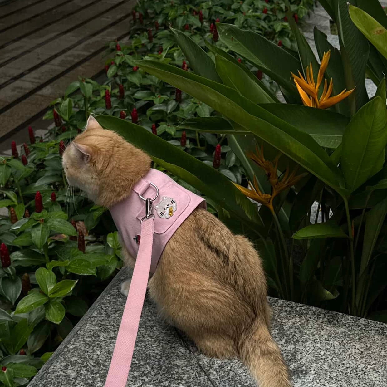 Purry Purry Custom Patch Cat Harness Set – Personalized Escape-Proof Harness + Matching Leash