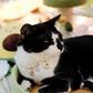 Breakaway Faux Pearl Necklace for Cats (Wholesale) - view 3 | PurryPurry