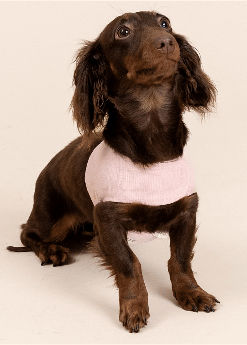 Customizable Dog Harness Set