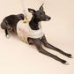 Customizable Dog Harness Set