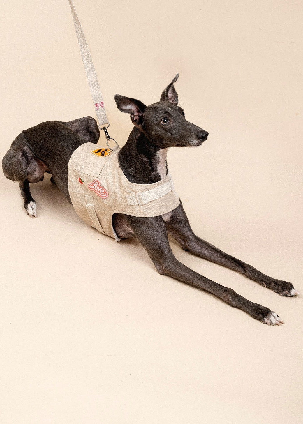 Customizable Dog Harness Set