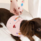 Customizable Dog Harness Set