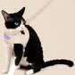 Customizable Cat Harness Set