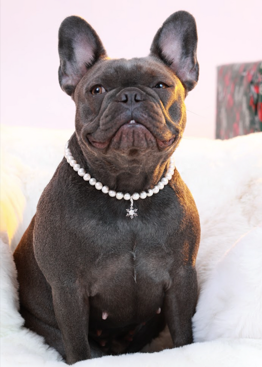 Customizable Freshwater Pearl Necklace for Dogs