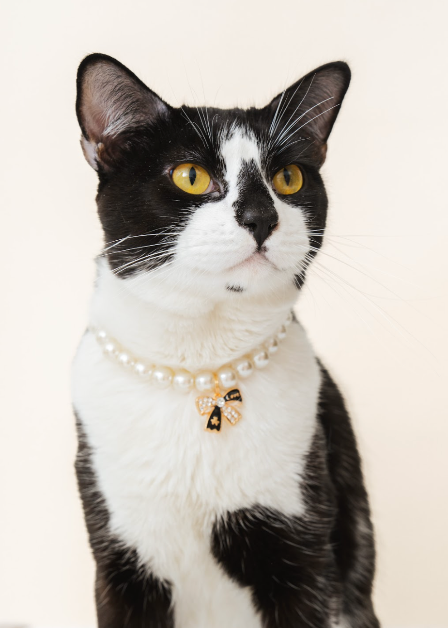 Breakaway Faux Pearl Necklace for Cats (Wholesale) | PurryPurry