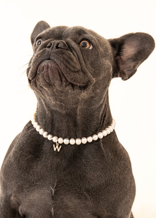 Customizable Freshwater Pearl Necklace for Dogs - Prices from 363.00 to 449.00