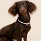 Customizable Faux Pearl Necklace for Dogs (Wholesale) - view 2 | PurryPurry