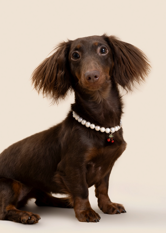 Customizable Faux Pearl Necklace for Dogs