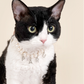 Breakaway Faux Pearl Necklace for Cats (Wholesale) - view 2 | PurryPurry
