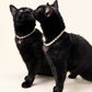 Two black cats wearing matching faux pearl necklaces with charms