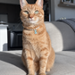 Orange tabby cat wearing a faux pearl necklace with a letter S charm