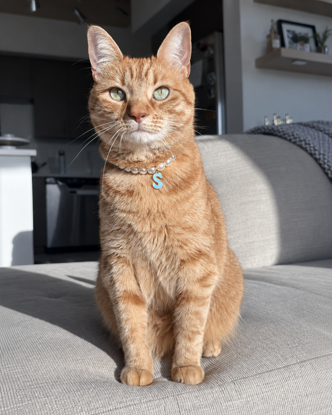 Orange tabby cat wearing a faux pearl necklace with a letter S charm
