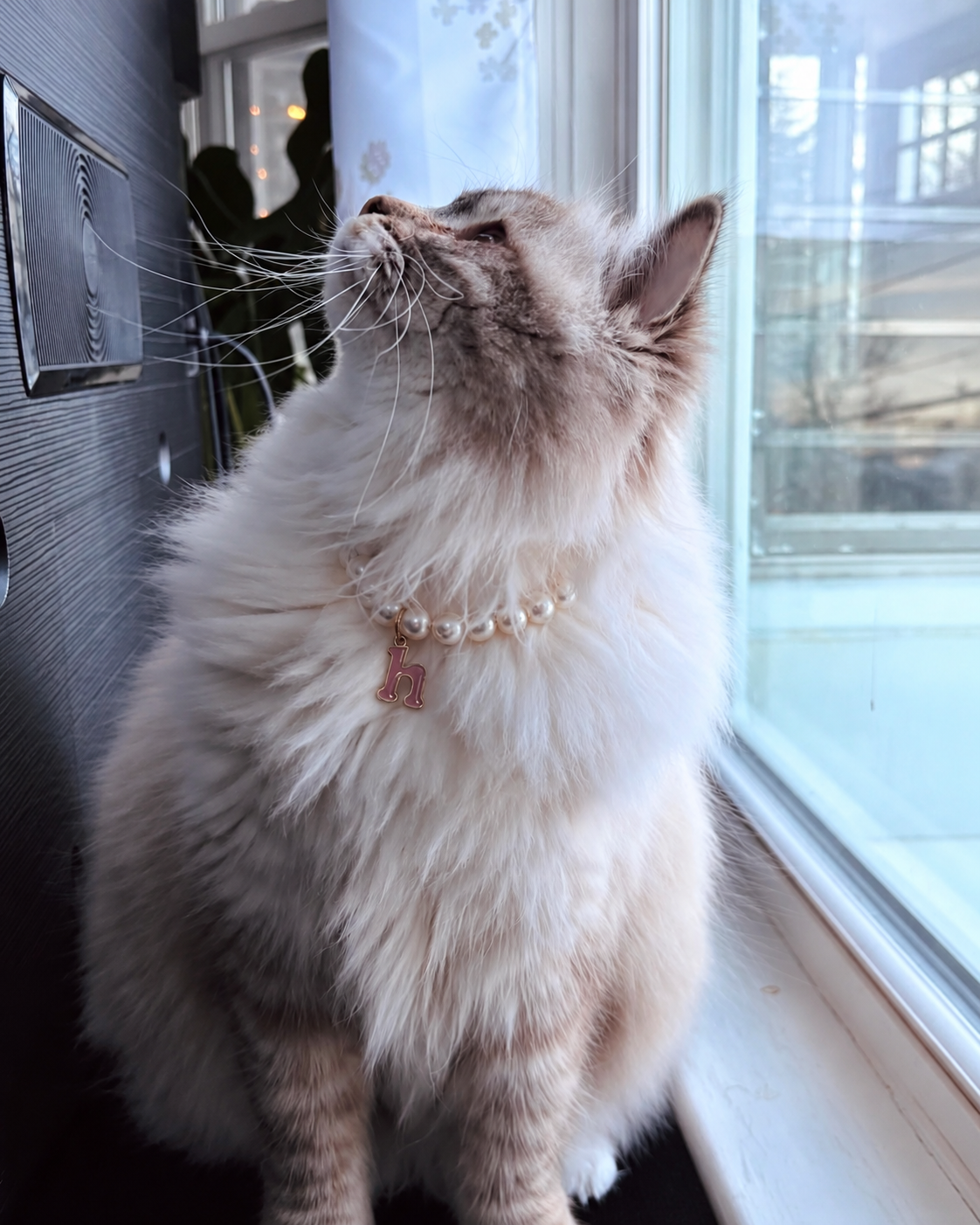 Fluffy cream cat by a window wearing a faux pearl necklace with a pink charm