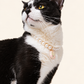 Tuxedo cat wearing a freshwater pearl necklace with a charm