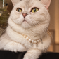 Cream British shorthair cat wearing a freshwater pearl necklace with letter charms