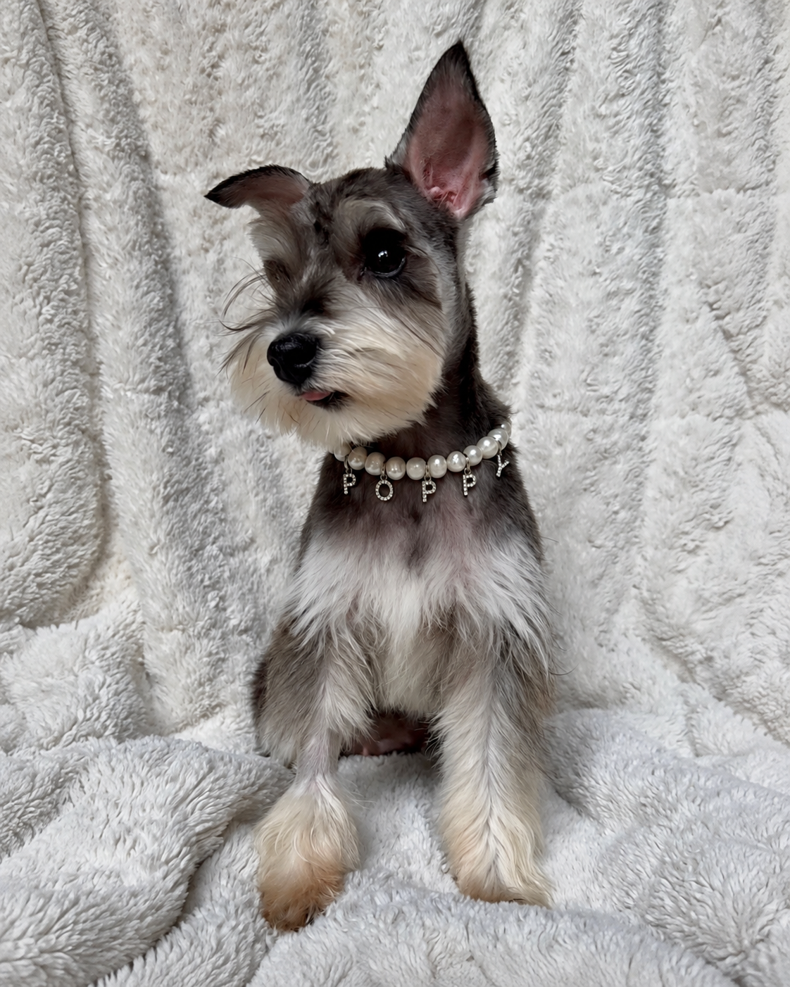 Schnauzer sitting on a blanket wearing a freshwater pearl necklace