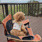 Fluffy dog in a beige patch harness sitting in a camping chair on a deck