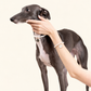 Woman's hand in a faux pearl bracelet resting on a greyhound in a matching pearl necklace