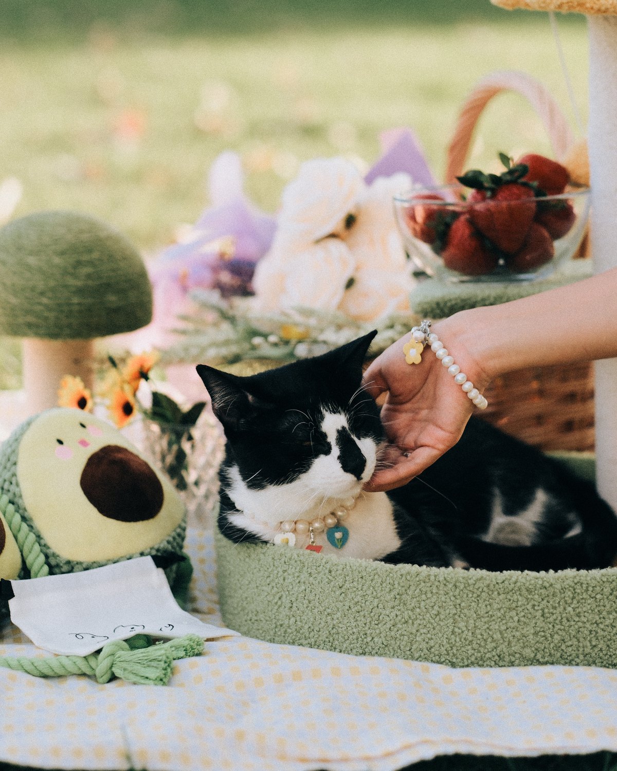 Owner in a faux pearl bracelet petting her tuxedo cat in a matching pearl necklace at a picnic