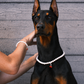 Doberman in a pearl necklace beside its owner's hand wearing a matching freshwater pearl bracelet