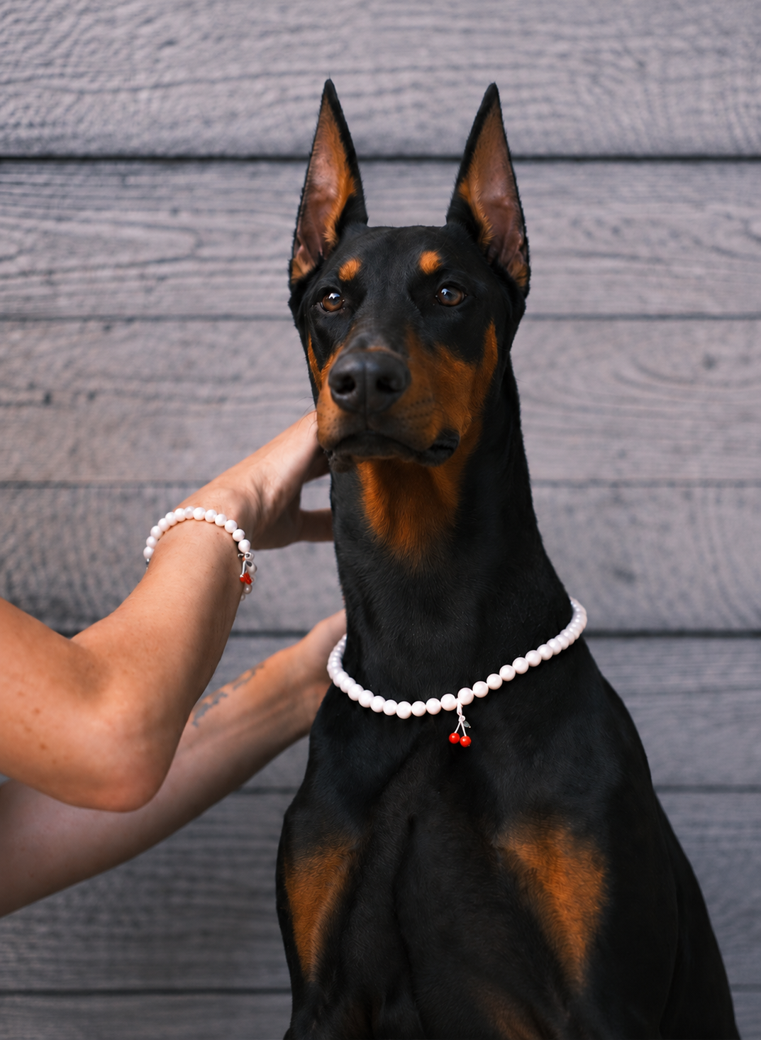 Doberman in a pearl necklace beside its owner's hand wearing a matching freshwater pearl bracelet
