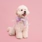 Butterfly Bowtie Collar For Dog