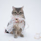 Peach Dream Bowtie Collar For Cat