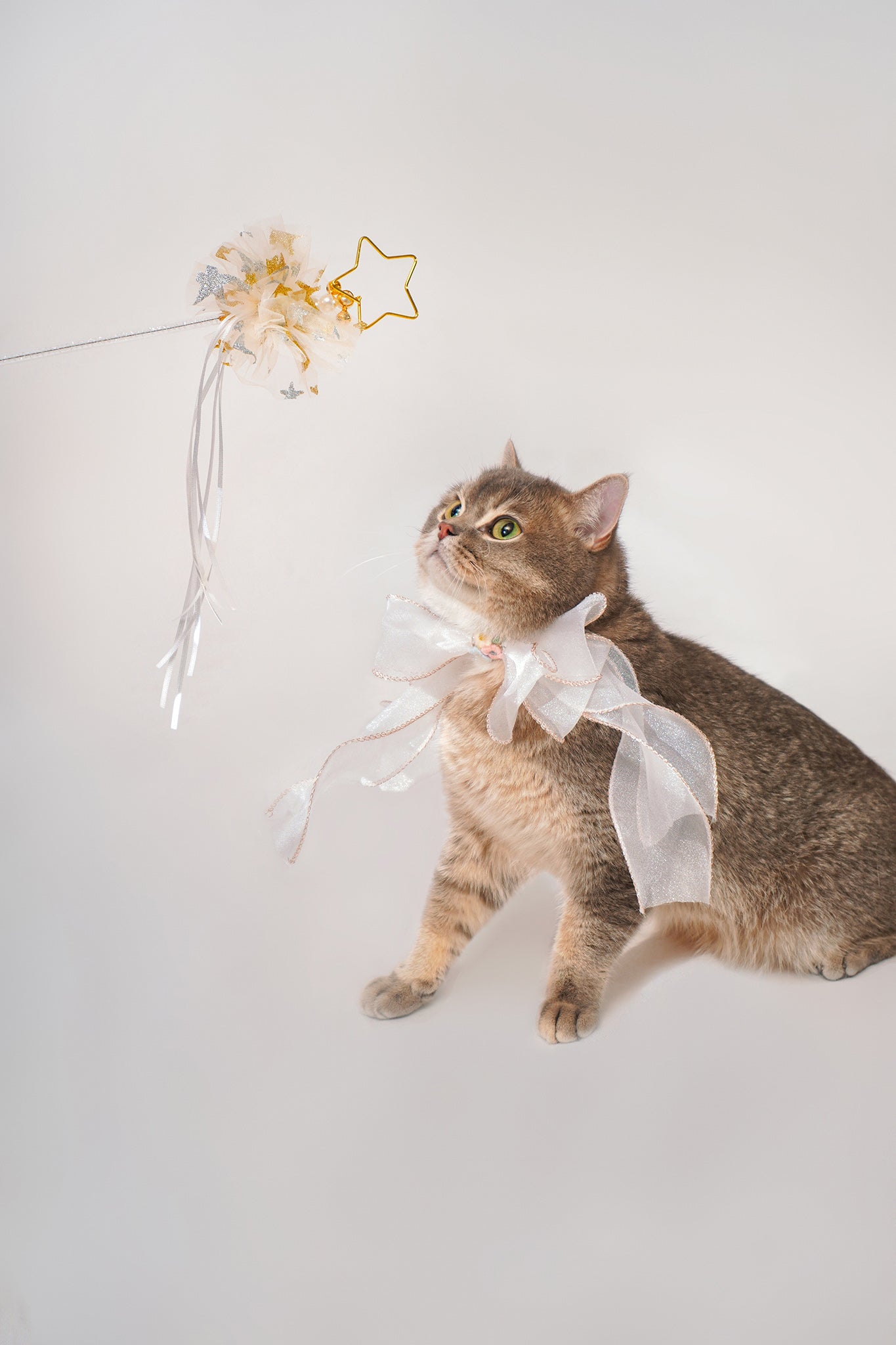 White butterfly bowtie collar For Cat