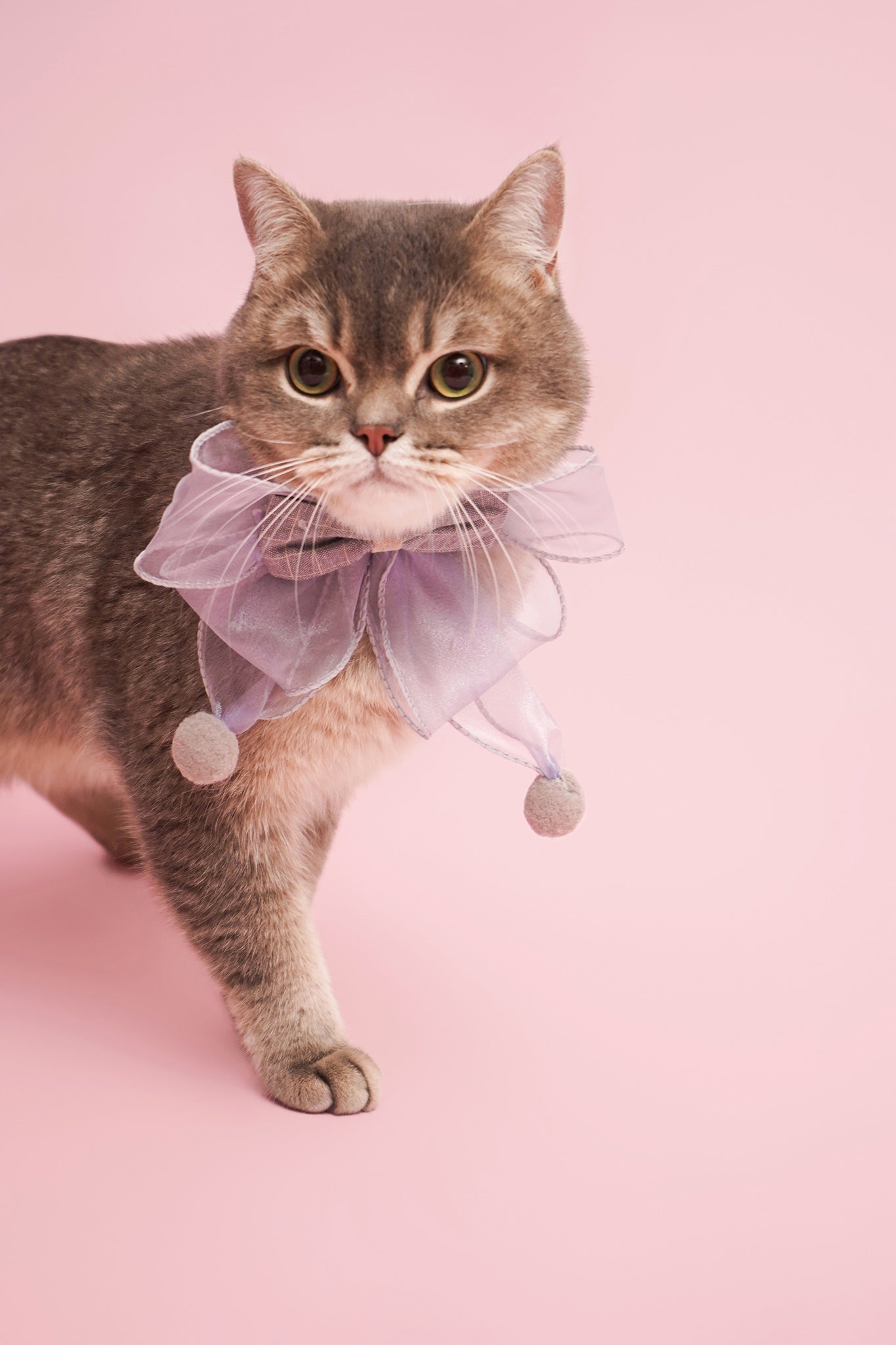 Sheer Bowtie Collar For Cat