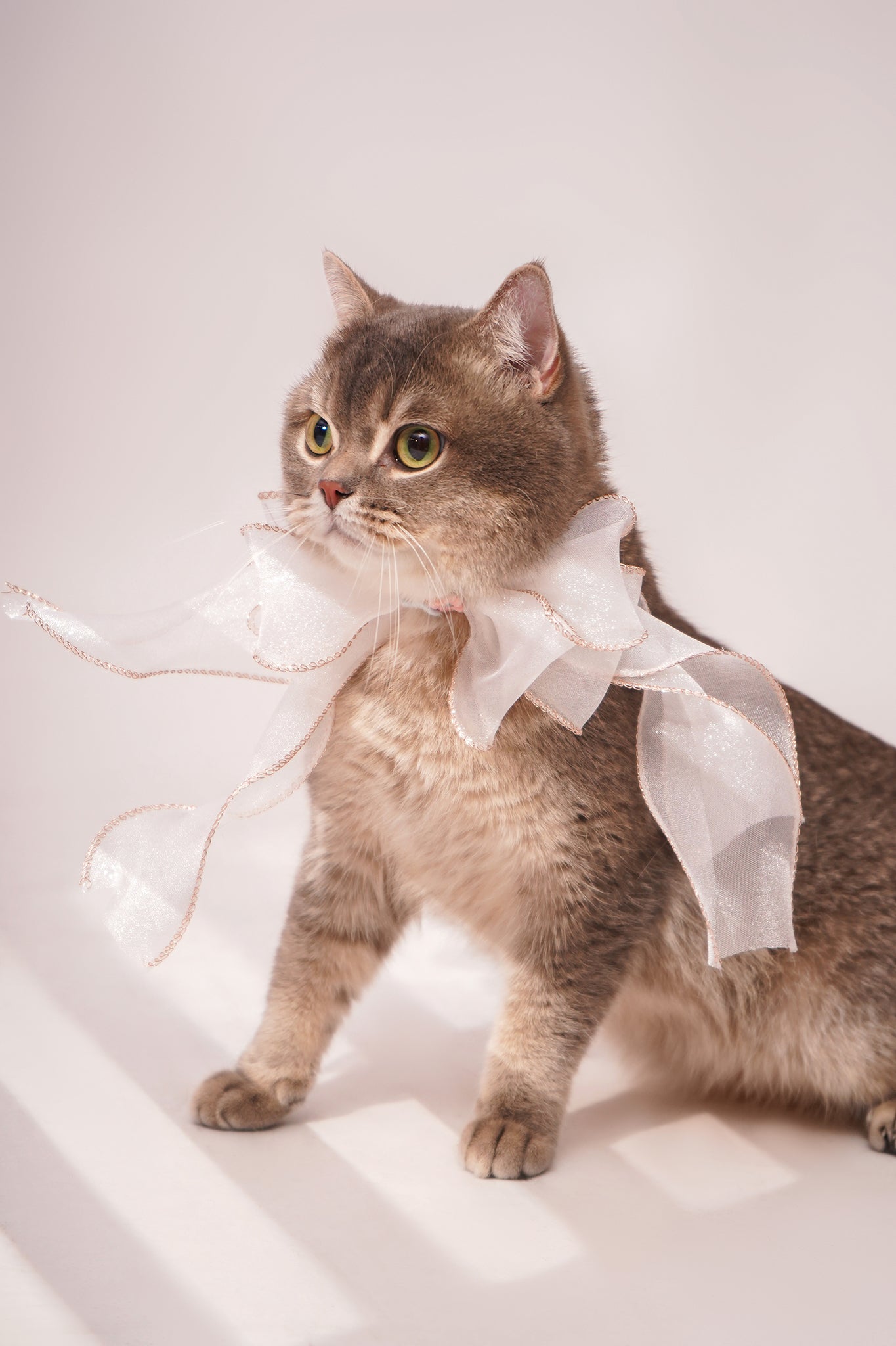 White butterfly bowtie collar For Cat