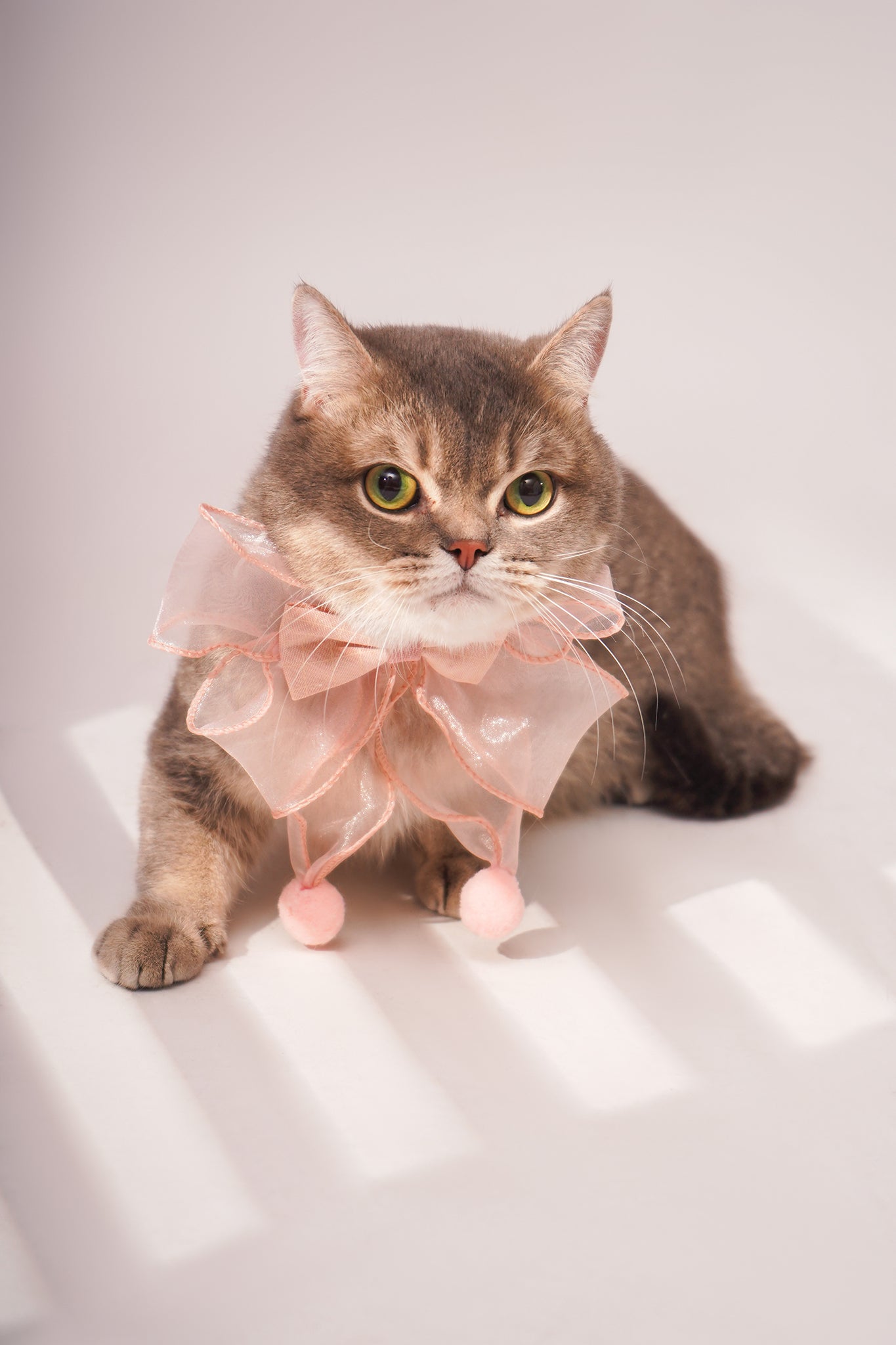 Sheer Bowtie Collar For Cat